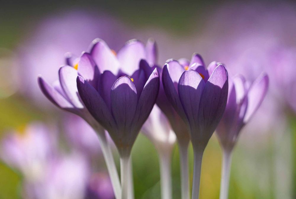 der Frühling trägt lila