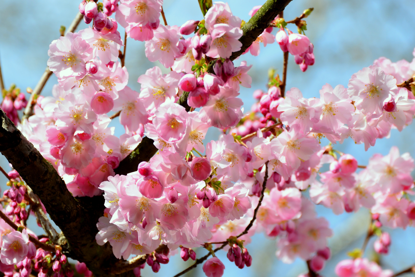 Der Frühling trägt rosa