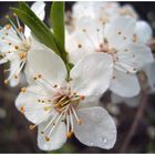 Der Frühling treibt aus