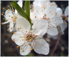 Der Frühling treibt aus