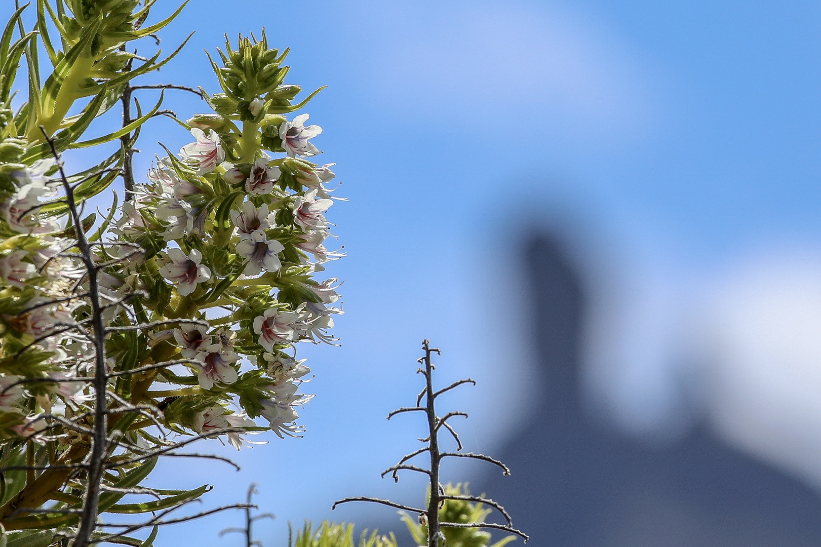 Der Frühling treibt das neue