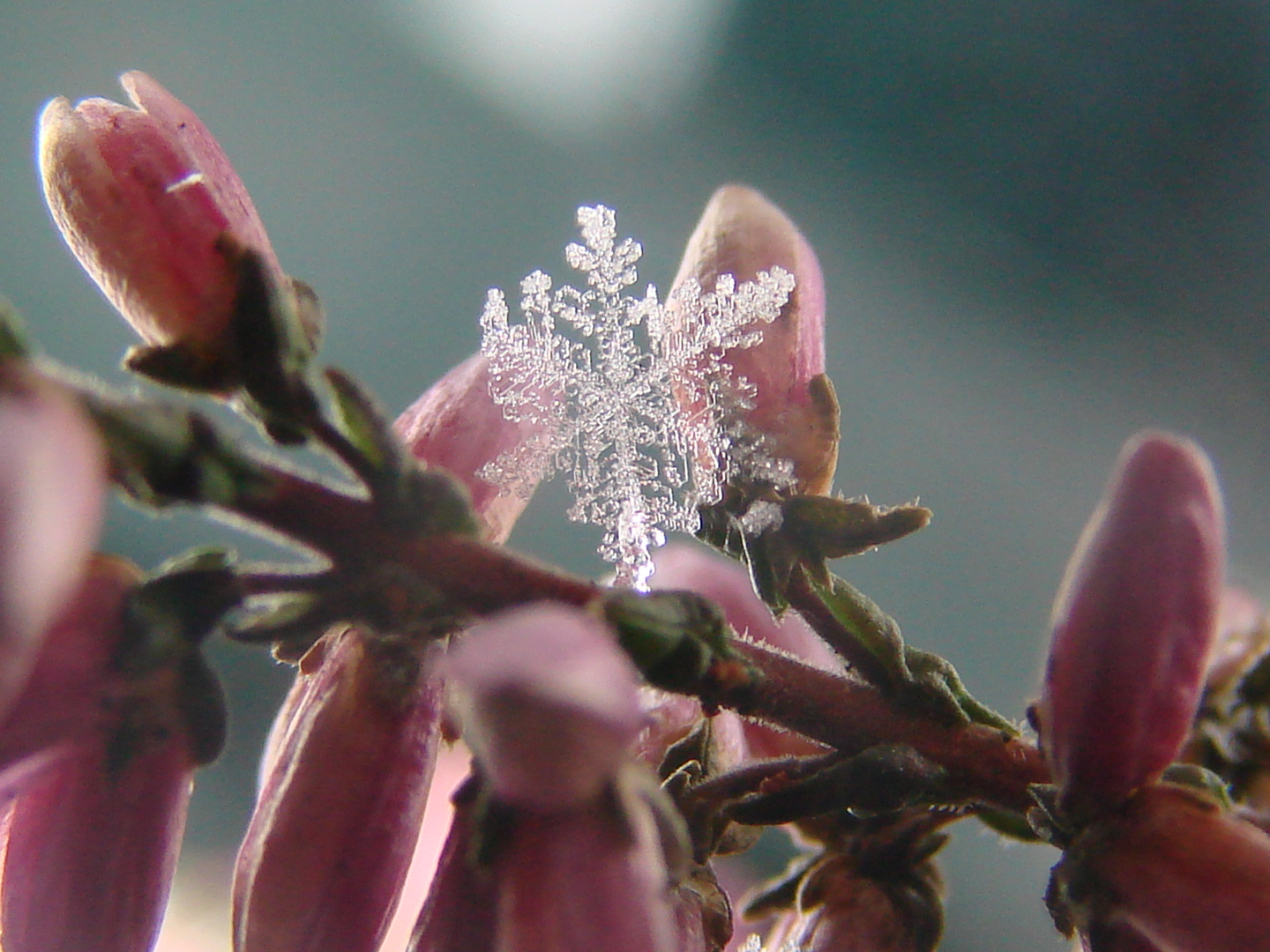 Der Frühling trotz dem Winter