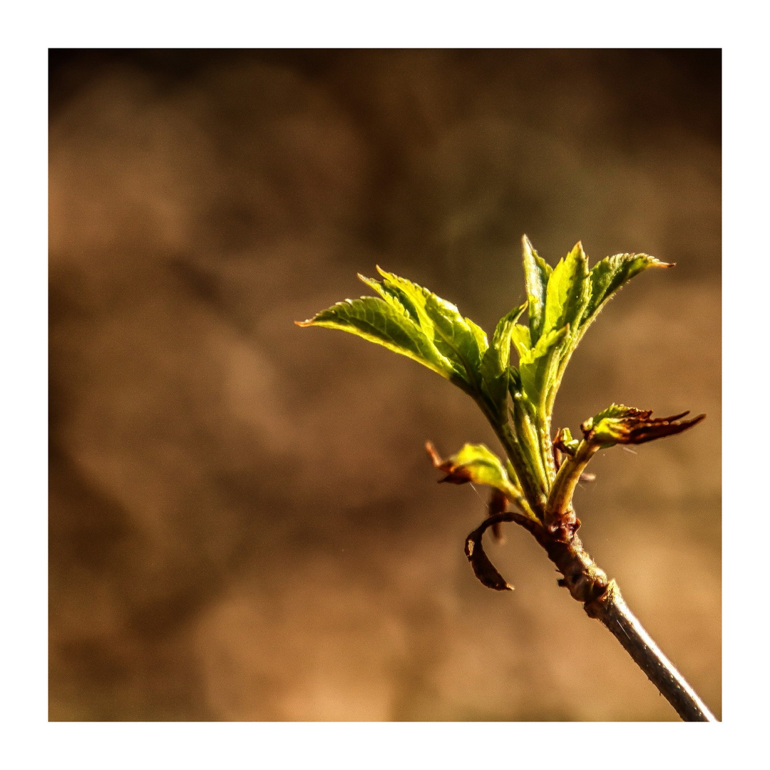 Der Frühling übernimmt das Zepter