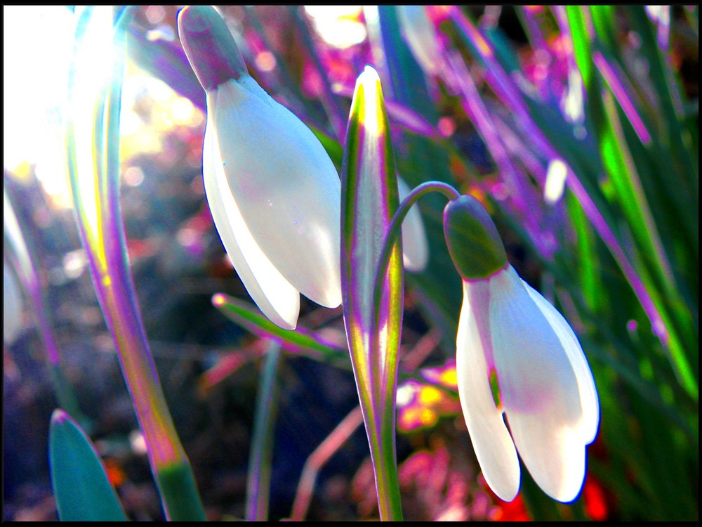 Der Frühling um die Ecke