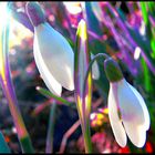 Der Frühling um die Ecke