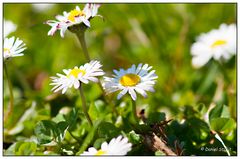 Der Frühling und die Suche nach der Makroschärfe