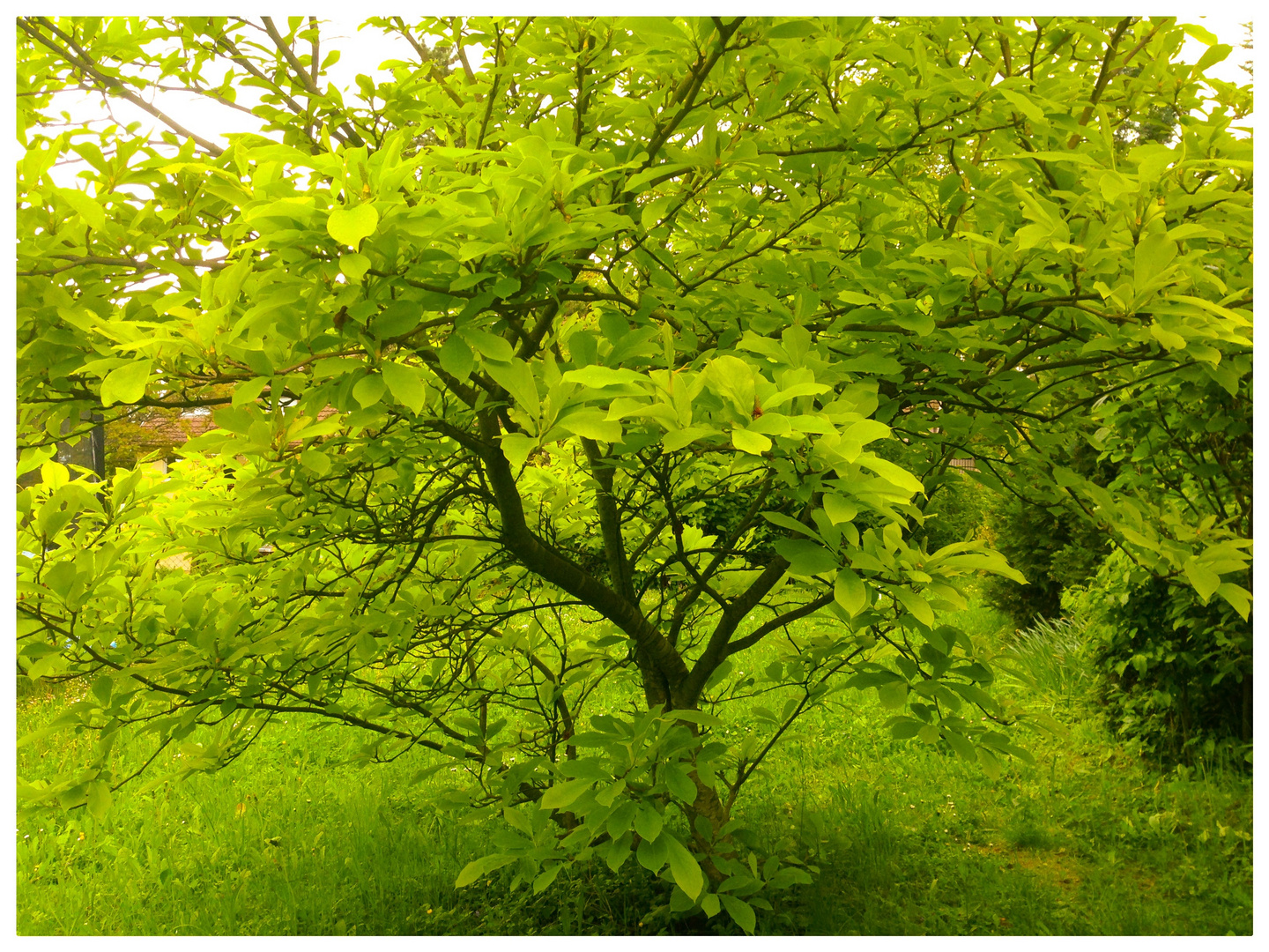 Der Frühling und nach dem Regen ist alles Grün.....