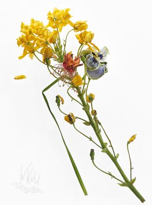 Der Frühling vergeht schnell