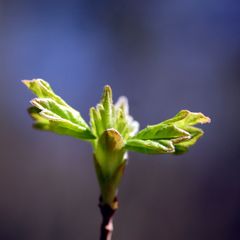 Der Frühling verleiht uns Flügel ...