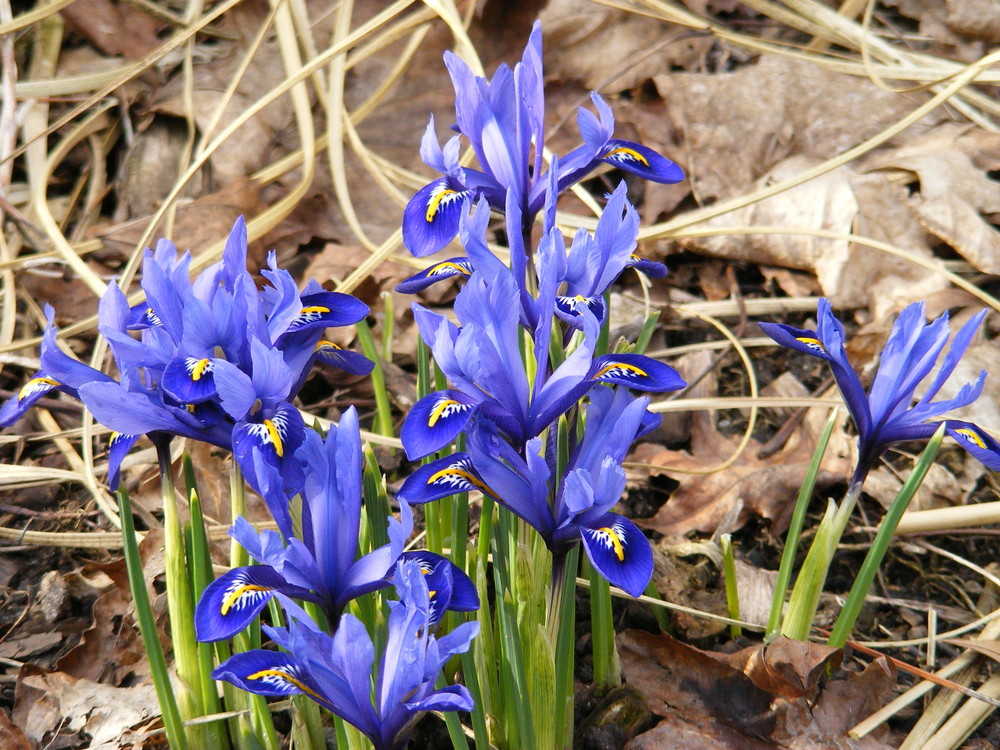 Der Frühling Vol.1...