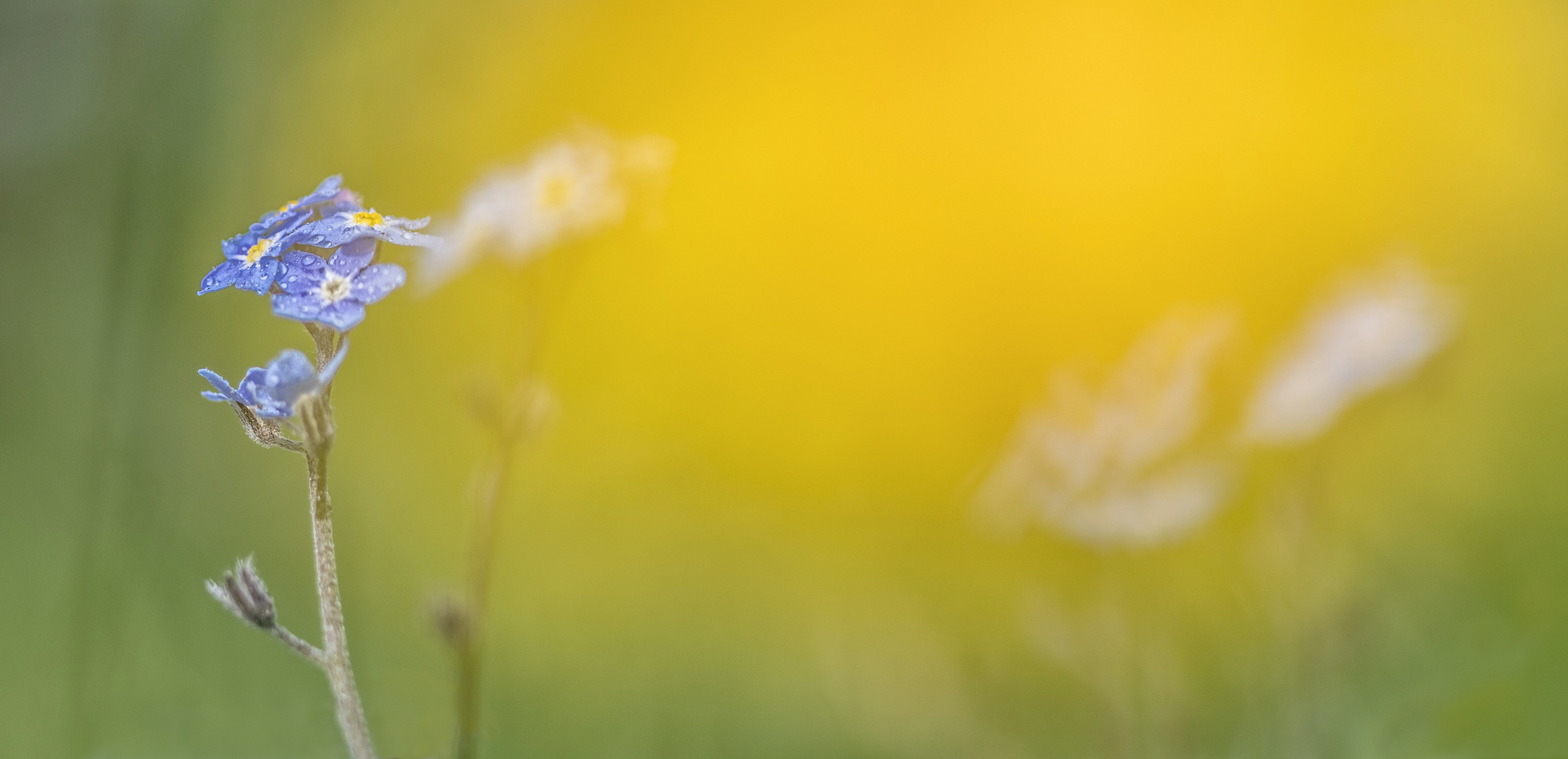 Der Frühling vollendet sich blau-gelb