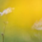 Der Frühling vollendet sich blau-gelb