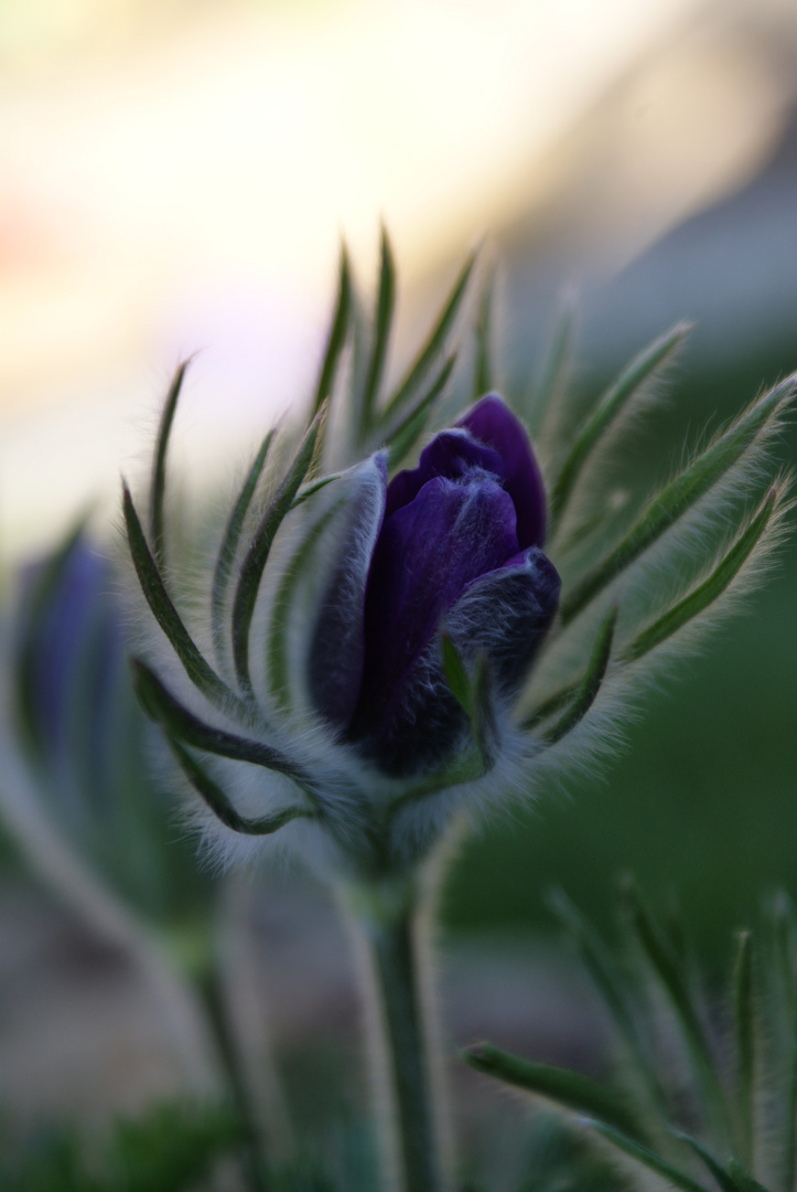 Der Frühling von seiner schönsten Seite