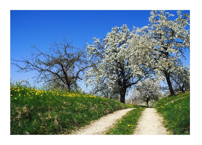 Der Frühling von seiner schönsten Seite