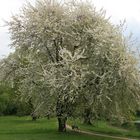 Der Frühling von seiner schönsten Seite