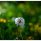 Der Frühling von seiner schönsten Seite