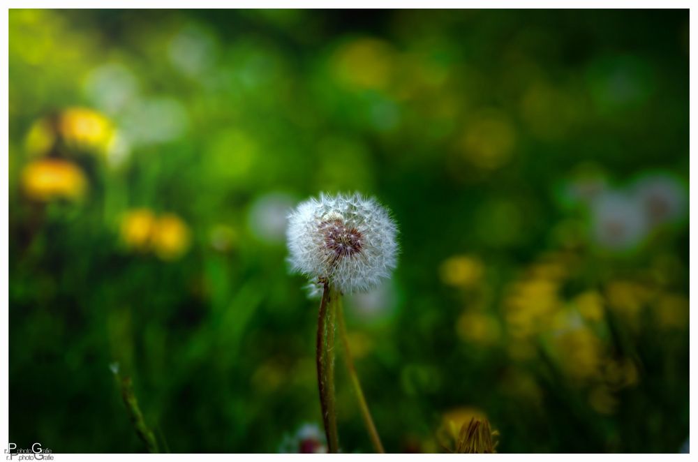 Der Frühling von seiner schönsten Seite