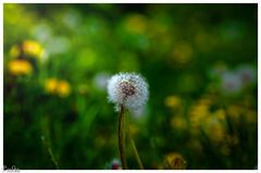 Der Frühling von seiner schönsten Seite