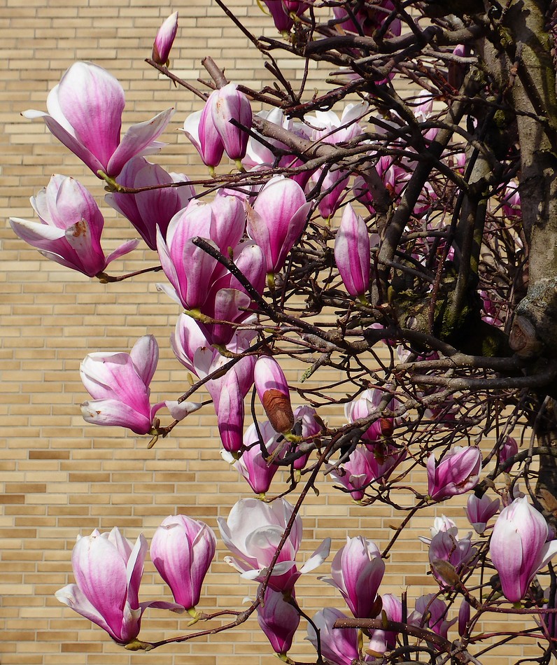 Der Frühling vor dem Hause