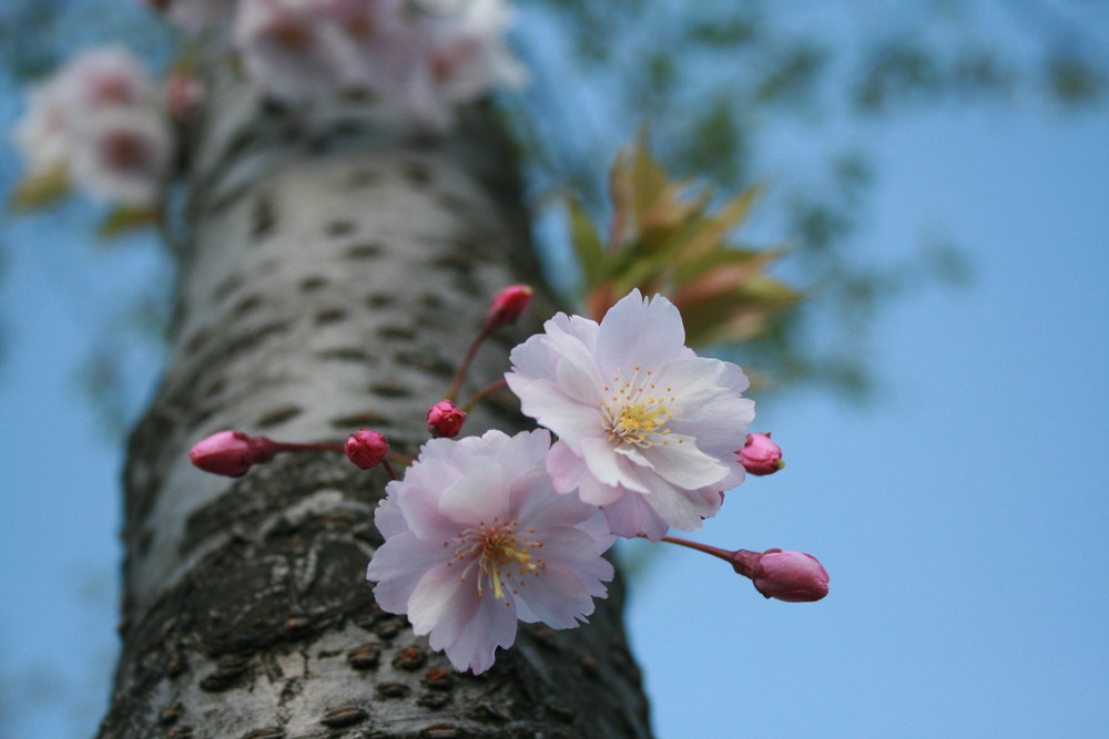 Der Frühling wächst aus den Bäumen