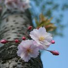 Der Frühling wächst aus den Bäumen