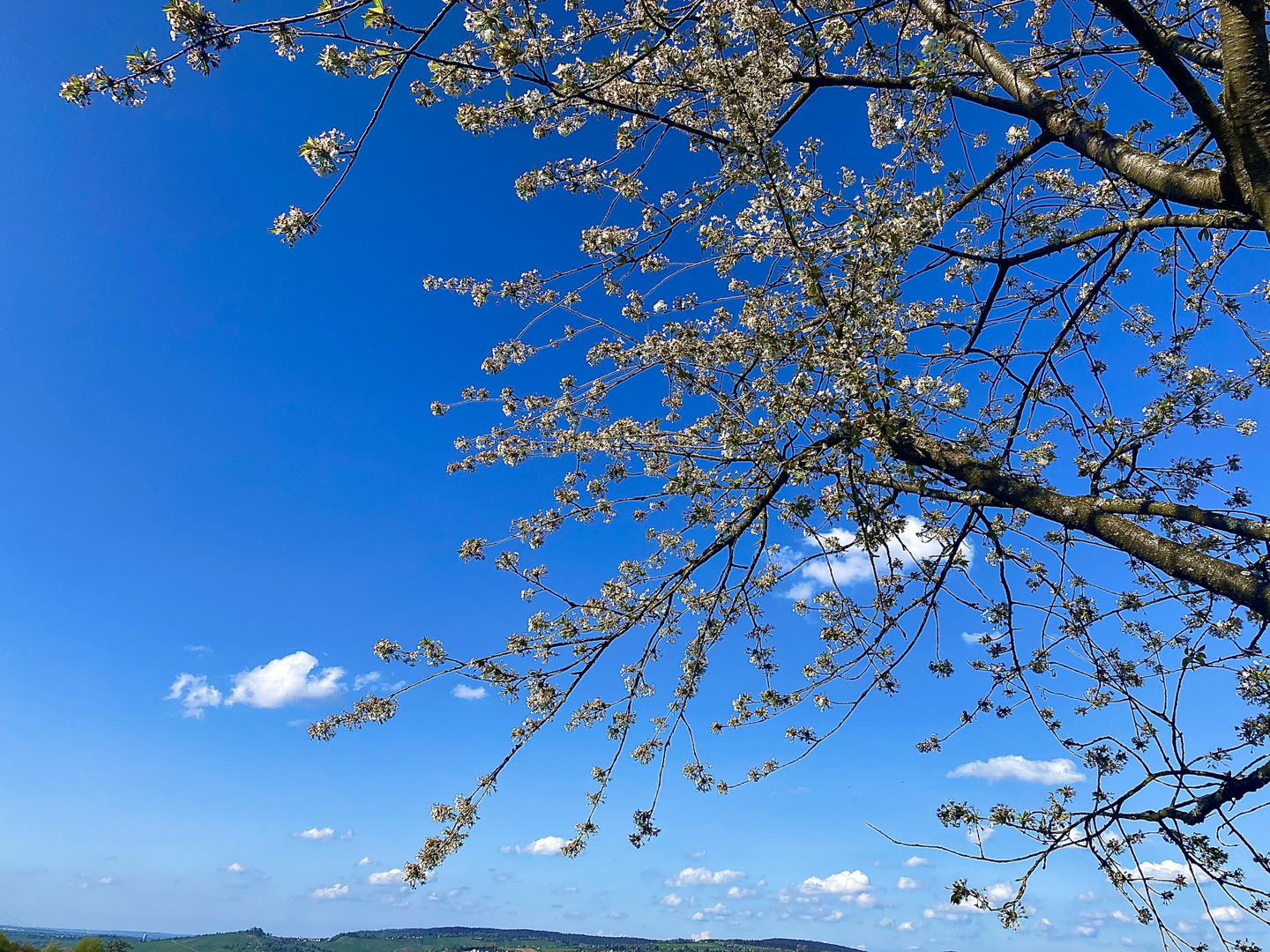 Der Frühling wagt sich nach Vorne 