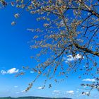 Der Frühling wagt sich nach Vorne 