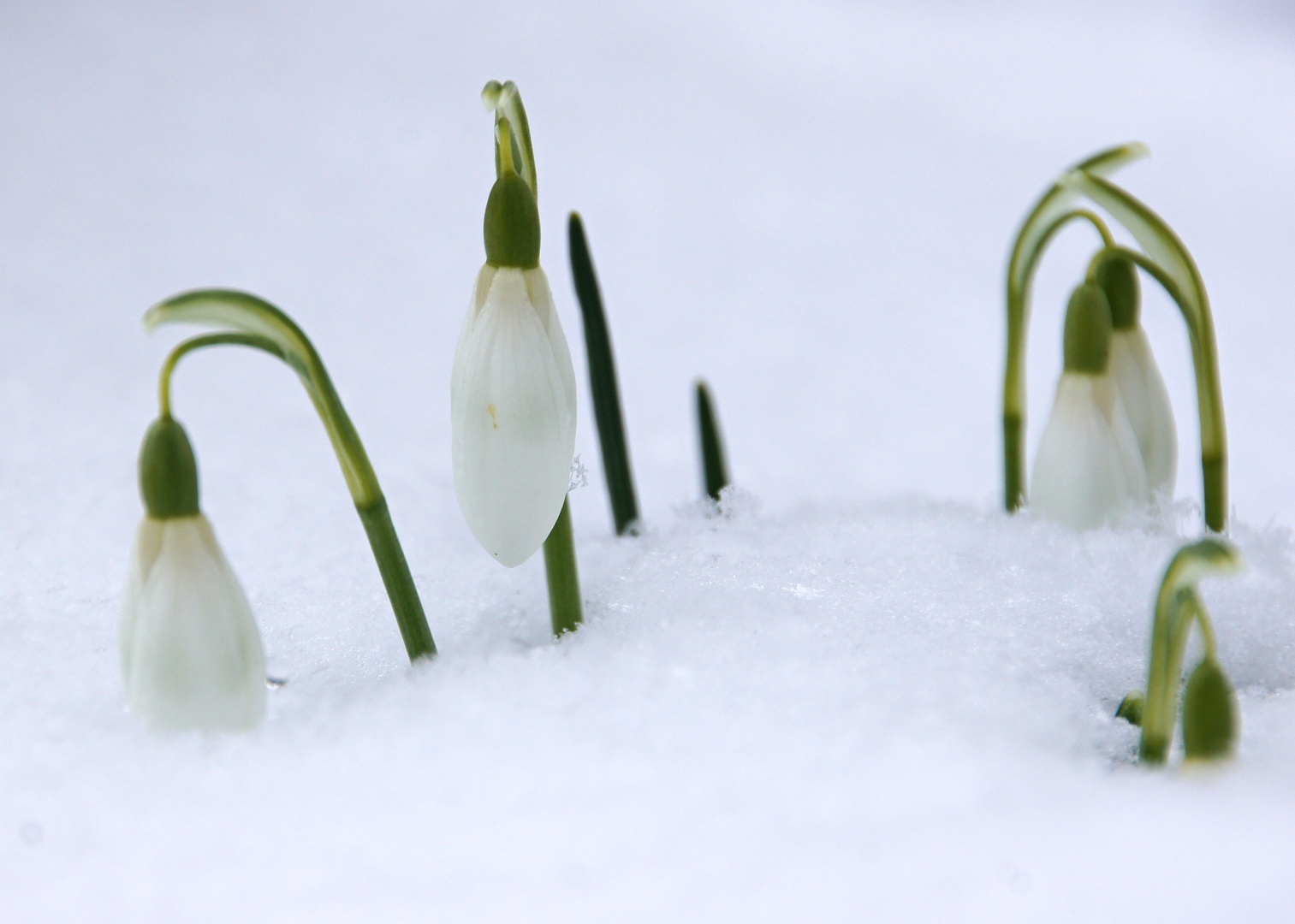 der Frühling war da