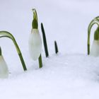 der Frühling war da