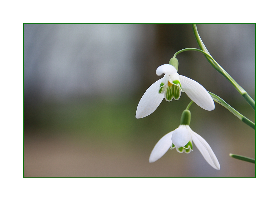 Der Frühling war da...