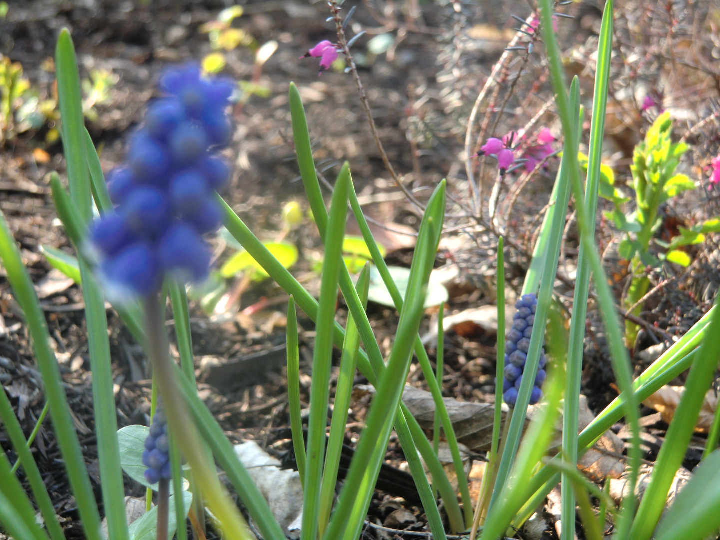 Der Frühling war da!