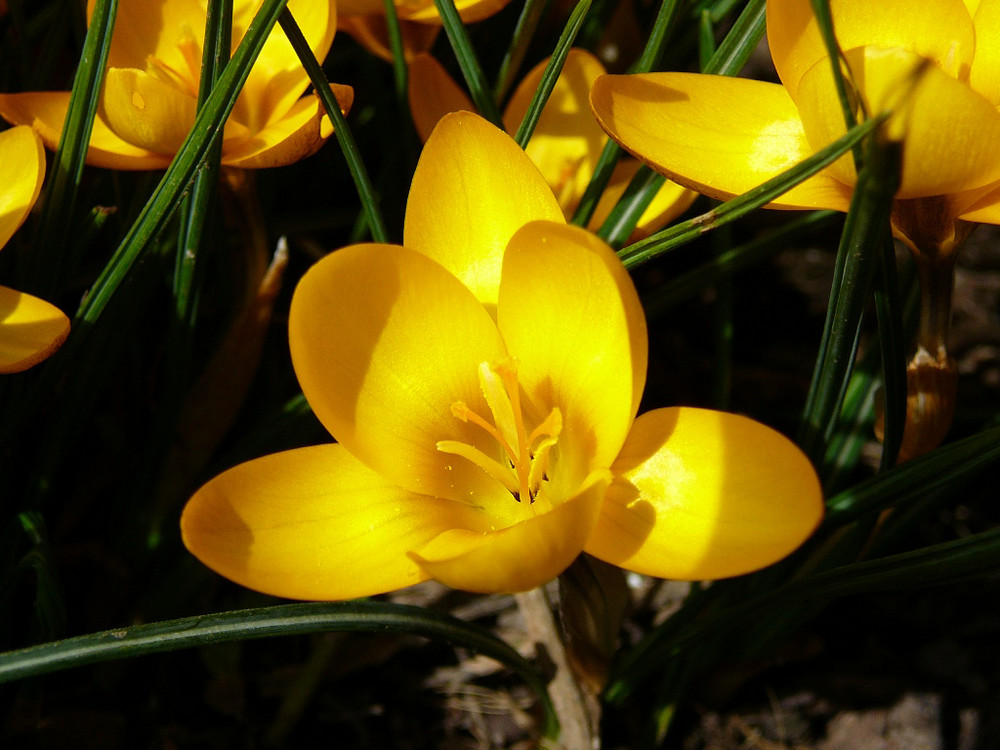 Der Frühling war da...