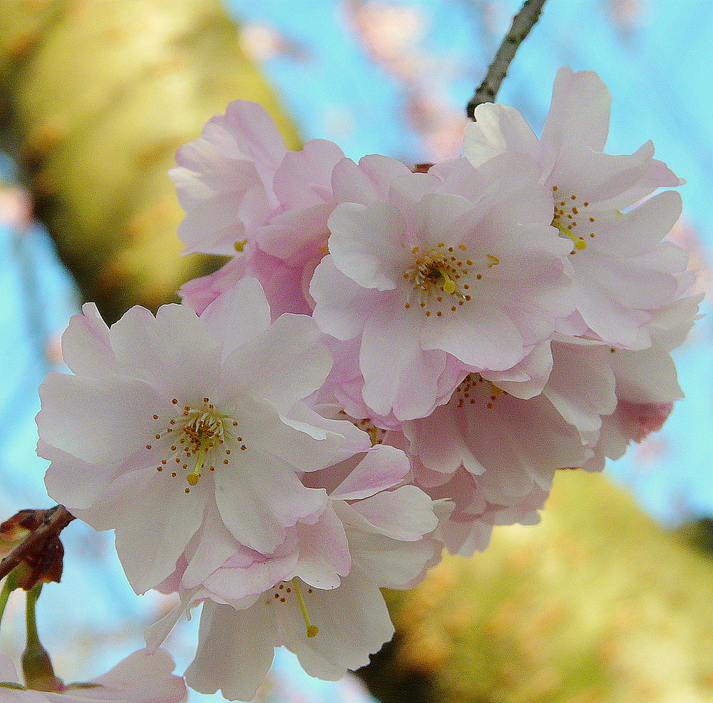 Der Frühling war schon da