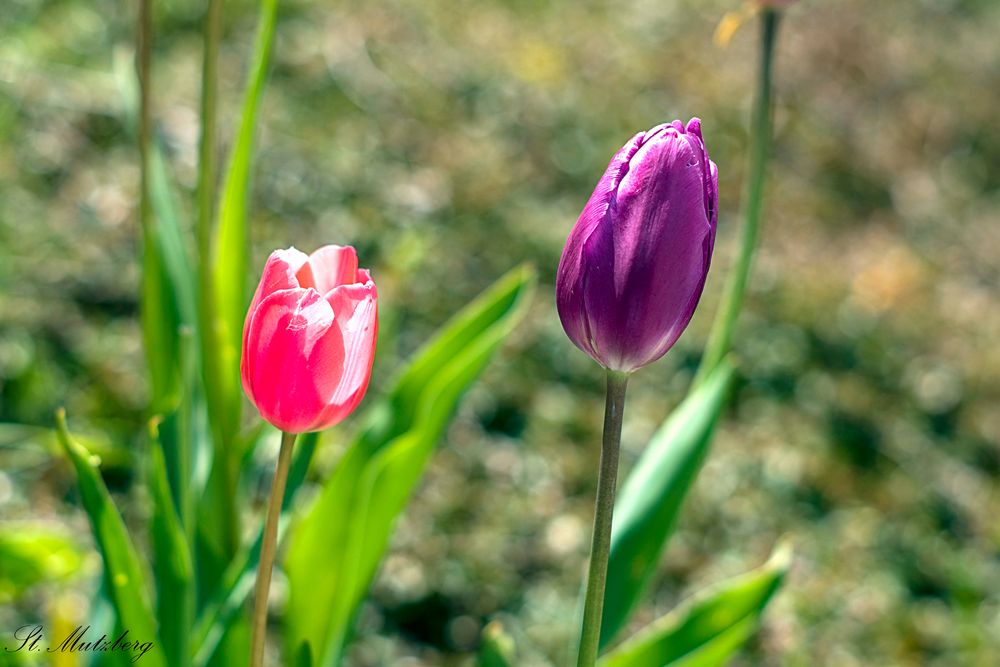 Der Frühling war schon mal da