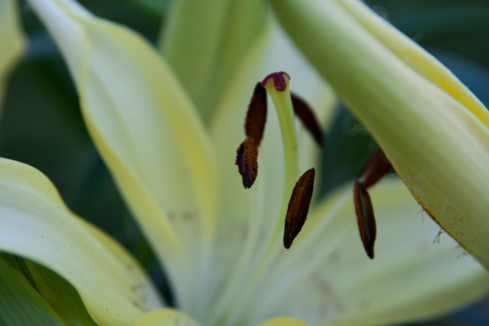 Der Frühling war zu Besuch