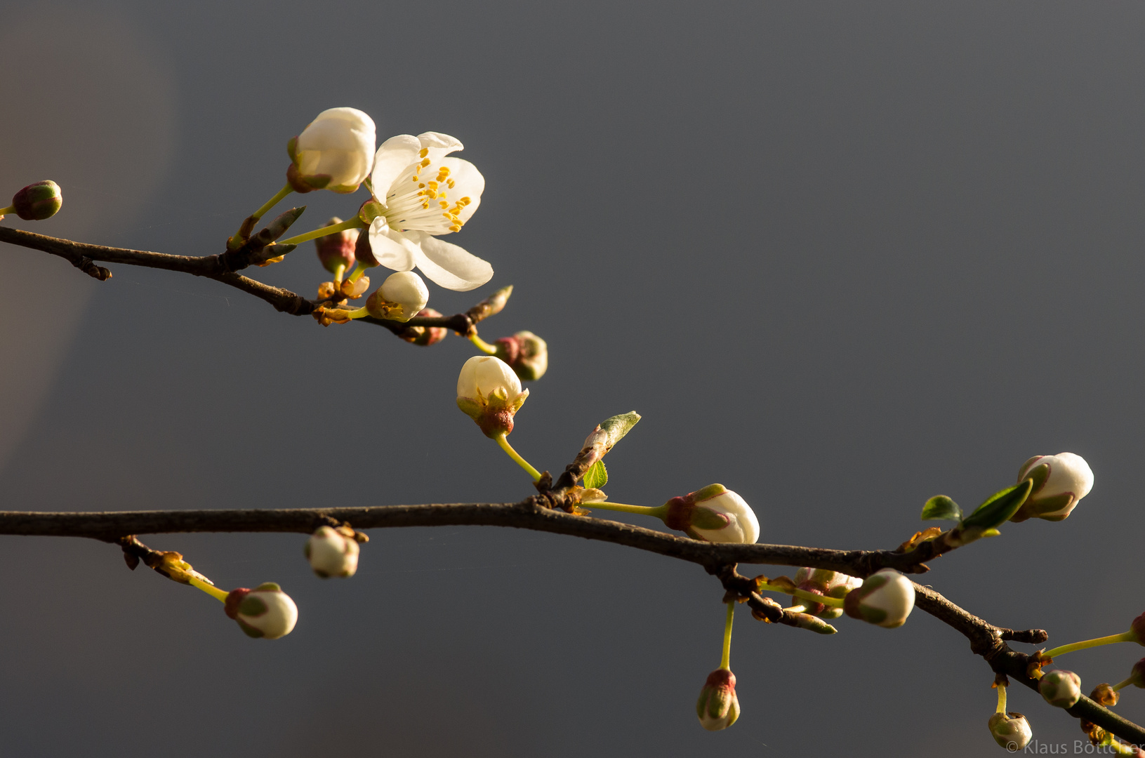 Der Frühling will es wissen_1