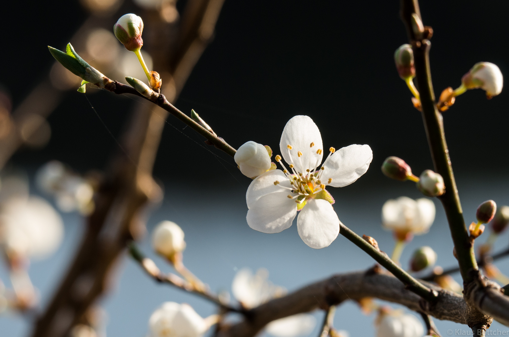 Der Frühling will es wissen_2