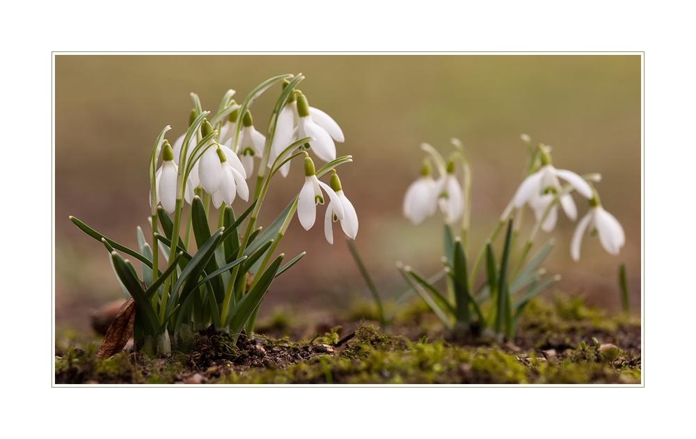 Der Frühling will kommen....