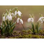 Der Frühling will kommen....