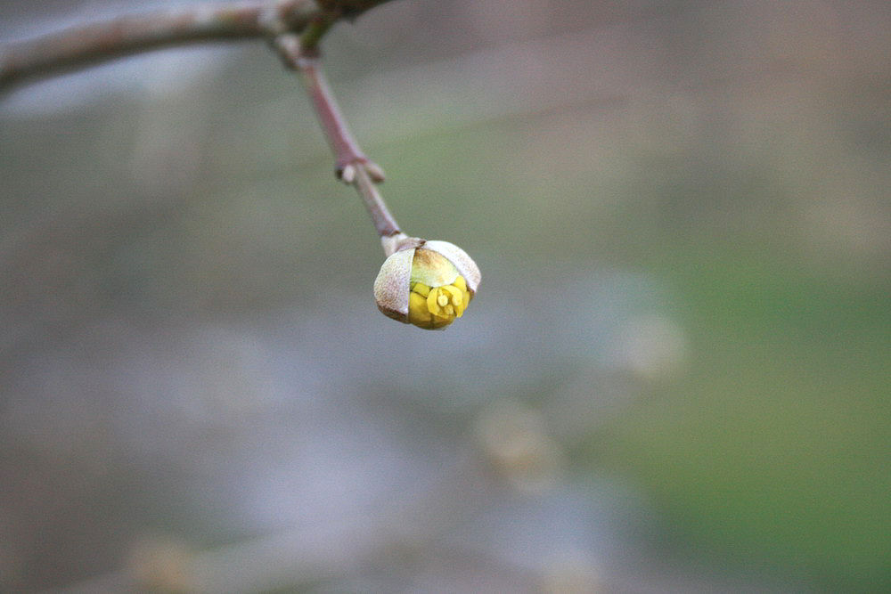 Der Frühling will kommen