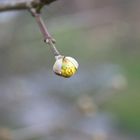 Der Frühling will kommen