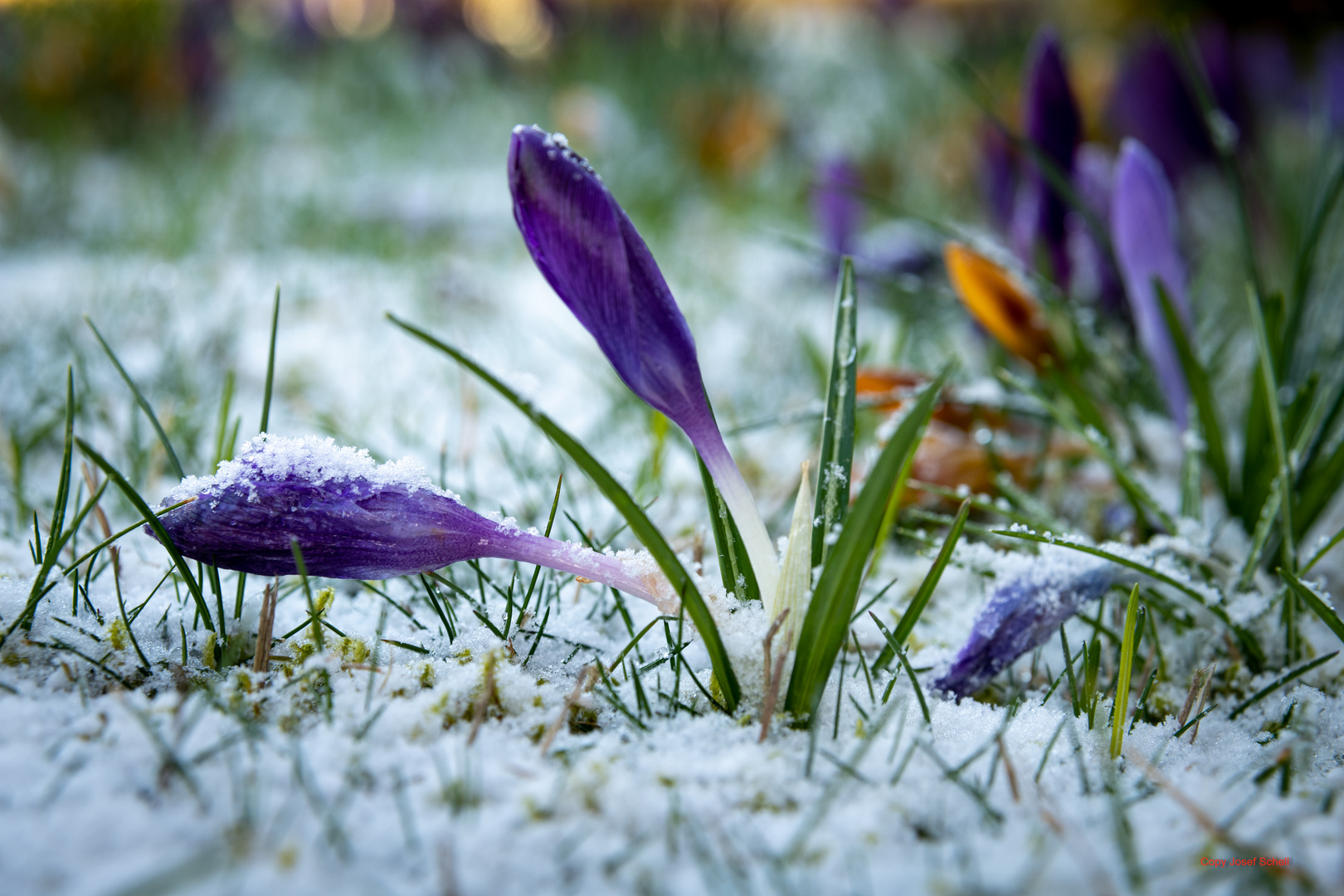 Der Frühling will nicht kommen !!