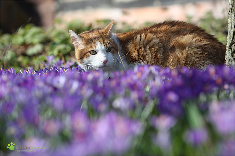 Der Frühling winkt