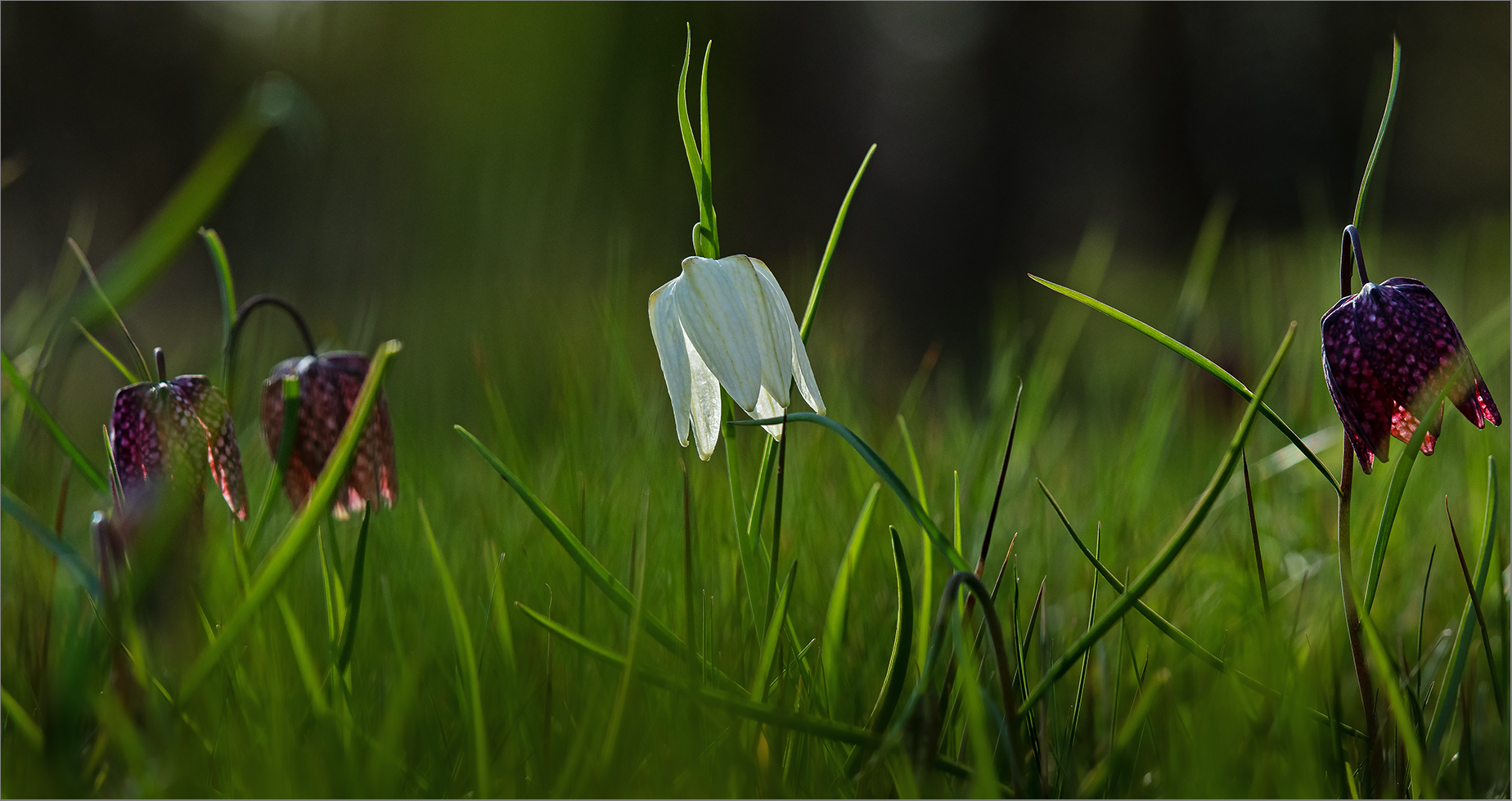 Der Frühling wird eingeläutet   . . .