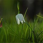 Der Frühling wird eingeläutet   . . .