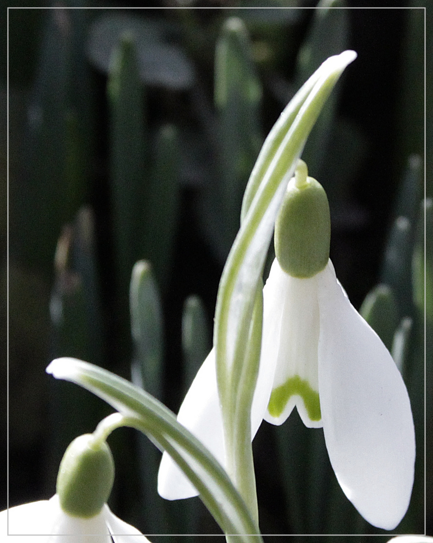 Der Frühling wird eingeläutet