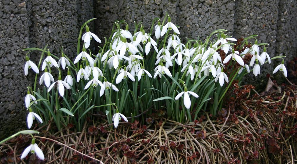 der Frühling wird eingeläutet