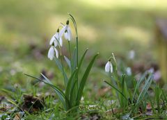 Der Frühling wird eingeleutet