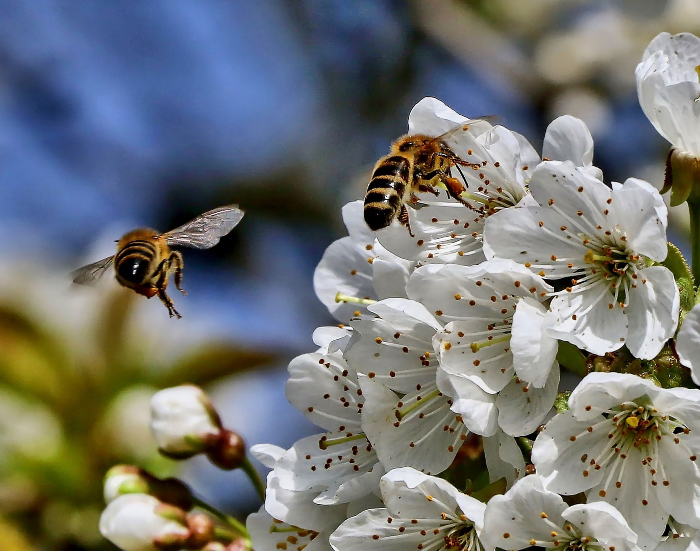 Der Frühling wird eingesummt 