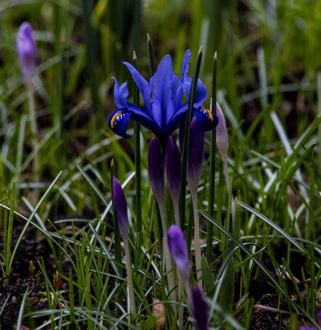 Der Frühling wird erwartet